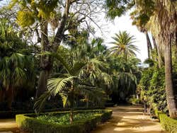 Palmeras en el Parque de Málaga